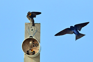 Purple Martin